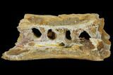 Spinosaurus Jaw Section - Composite Tooth #110476-2